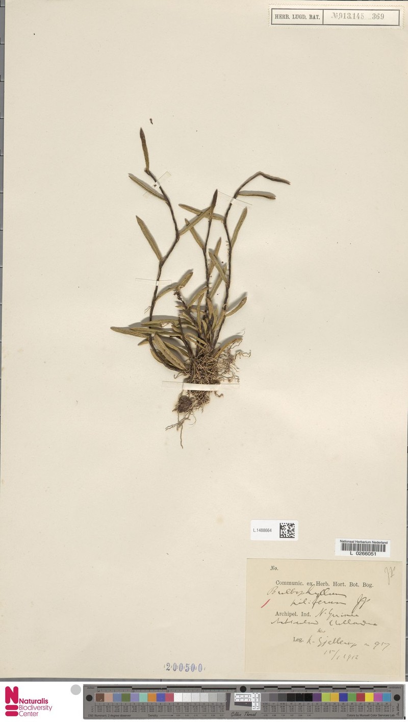 Bulbophyllum piliferum photo 3