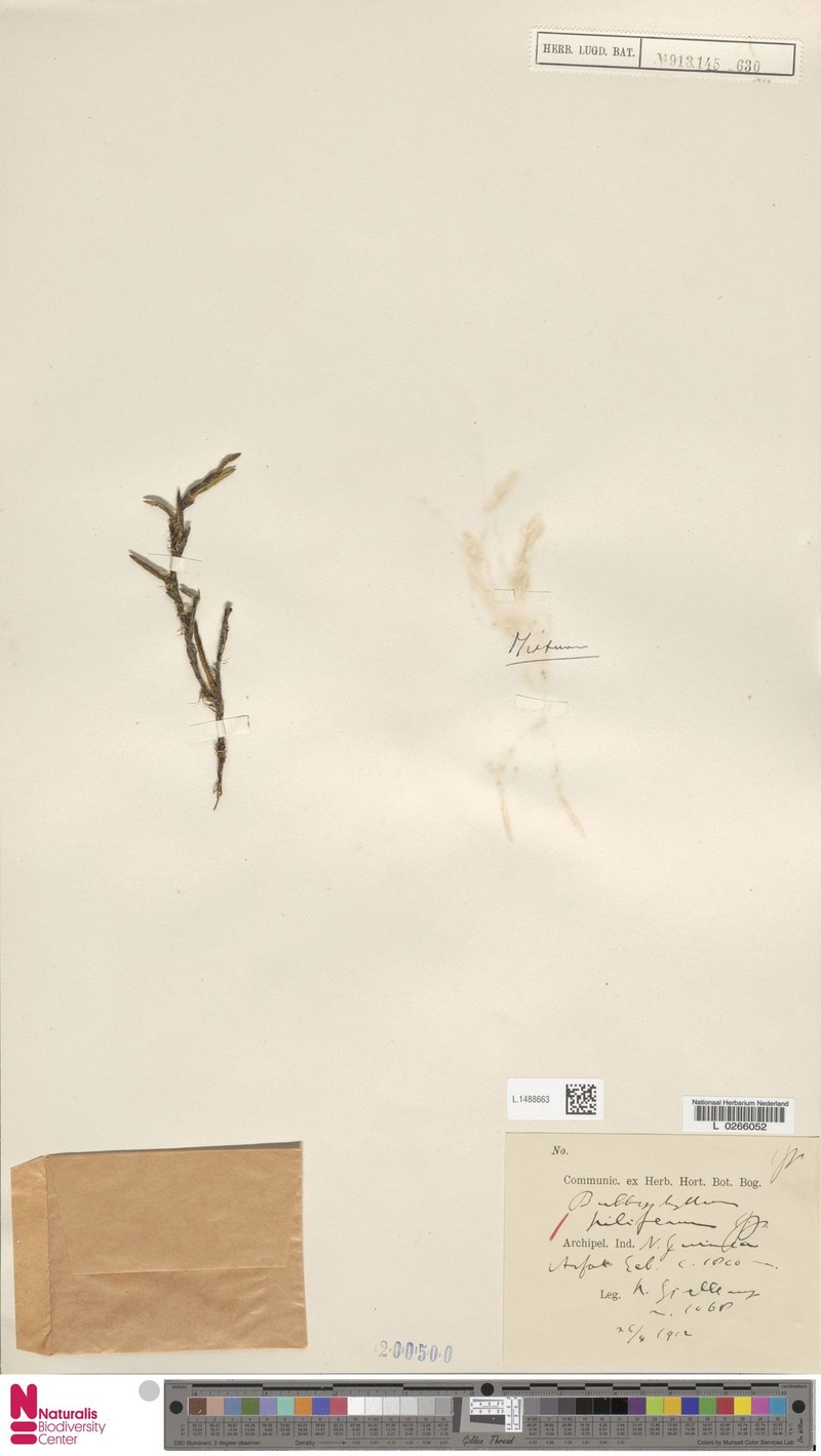 Bulbophyllum piliferum photo 4