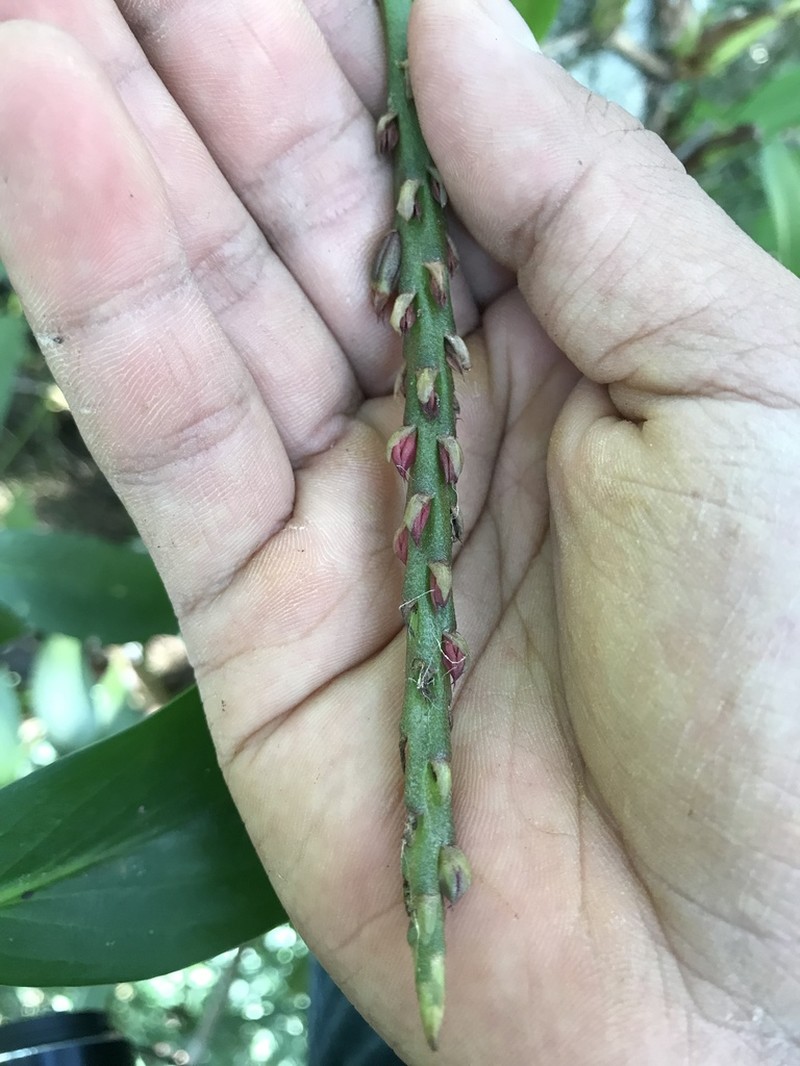 Rat-Tail Orchid