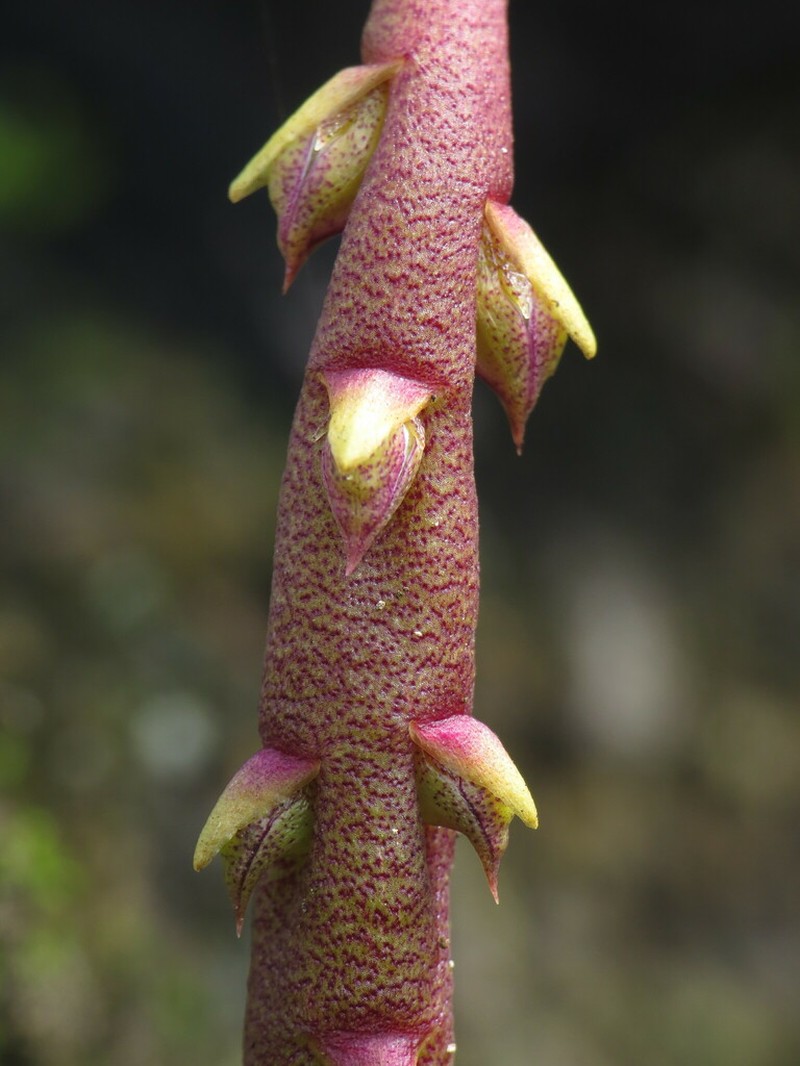 Rat-Tail Orchid photo 2