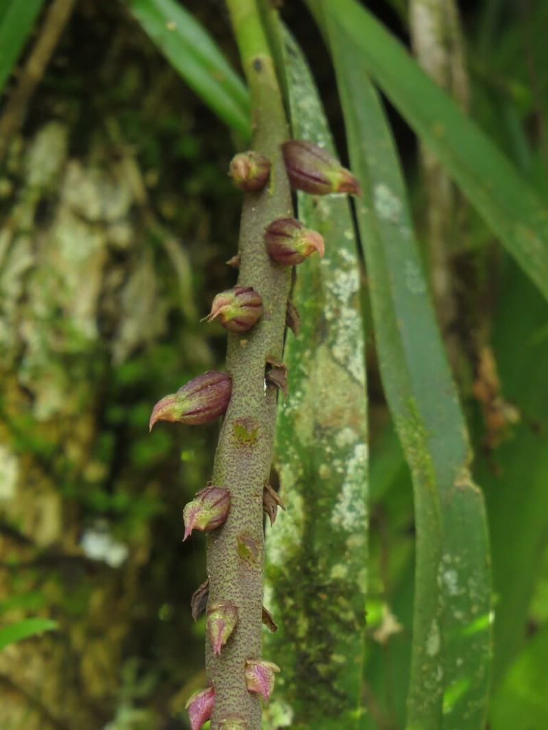 Rat-Tail Orchid photo 3