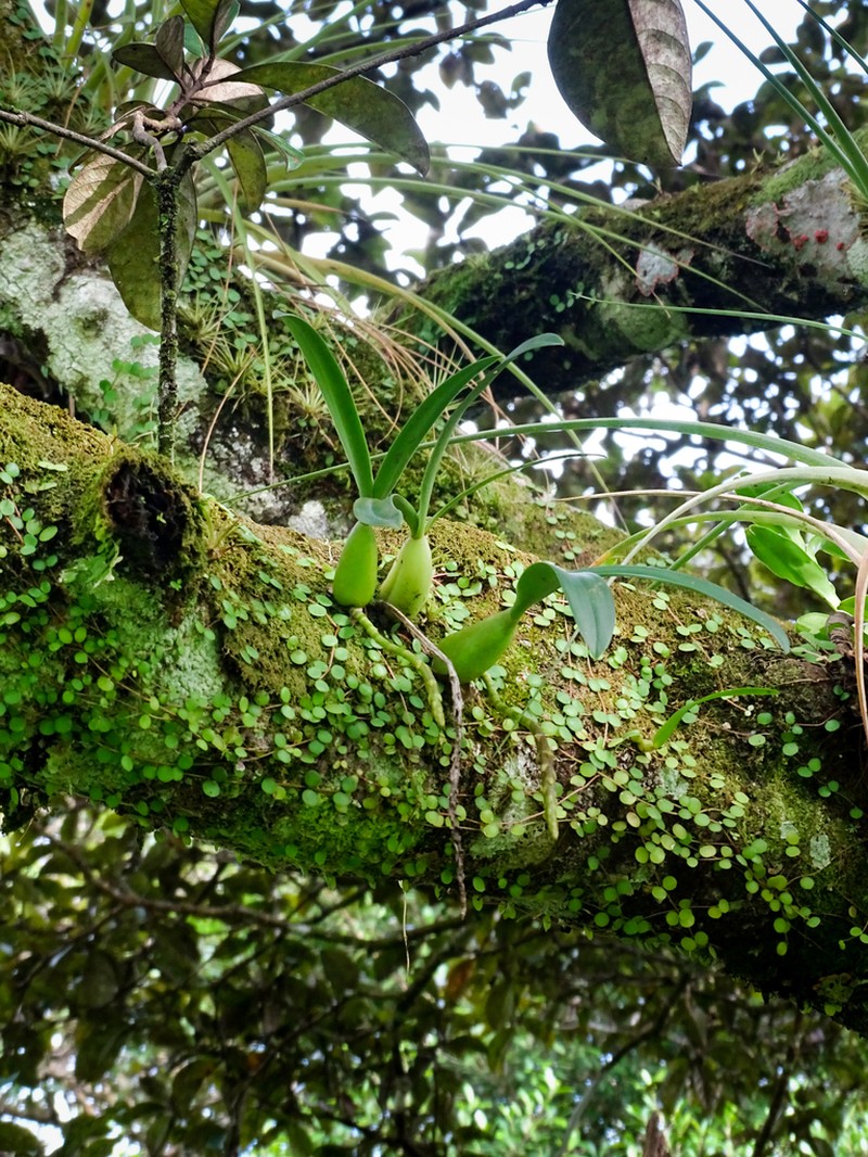 Rat-Tail Orchid photo 4