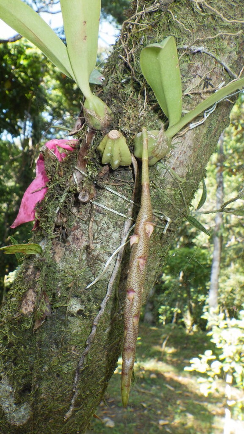 Rat-Tail Orchid photo 5