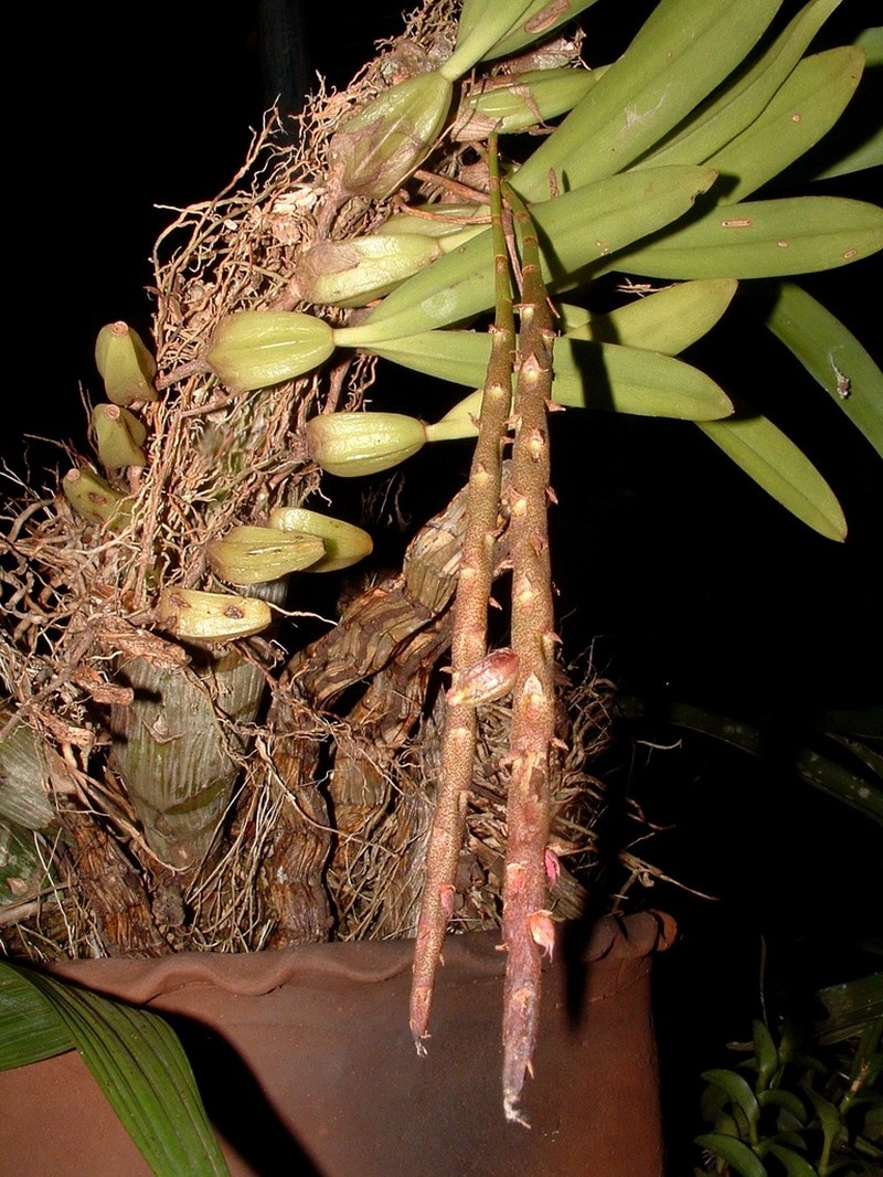 Rat-Tail Orchid photo 6