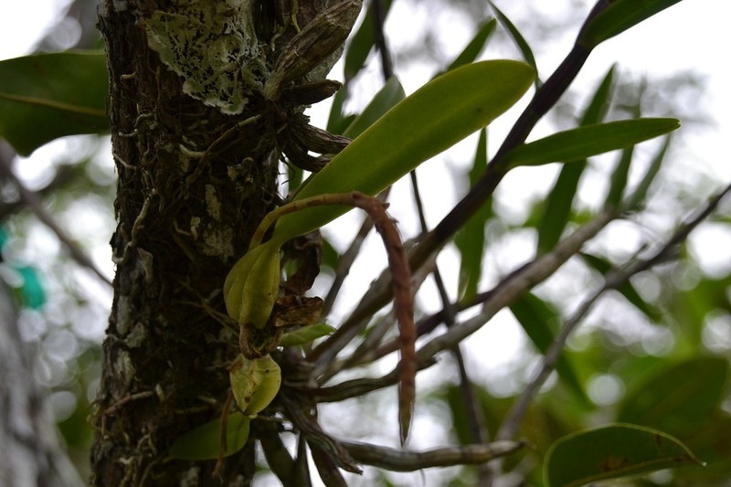 Rat-Tail Orchid photo 7