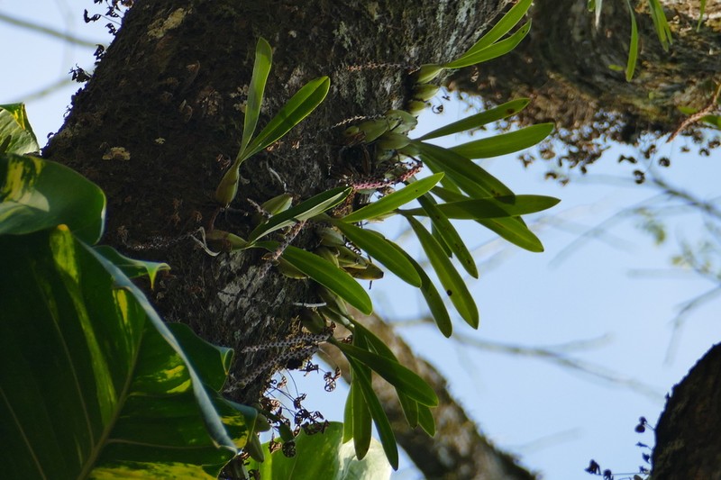 Rat-Tail Orchid photo 8