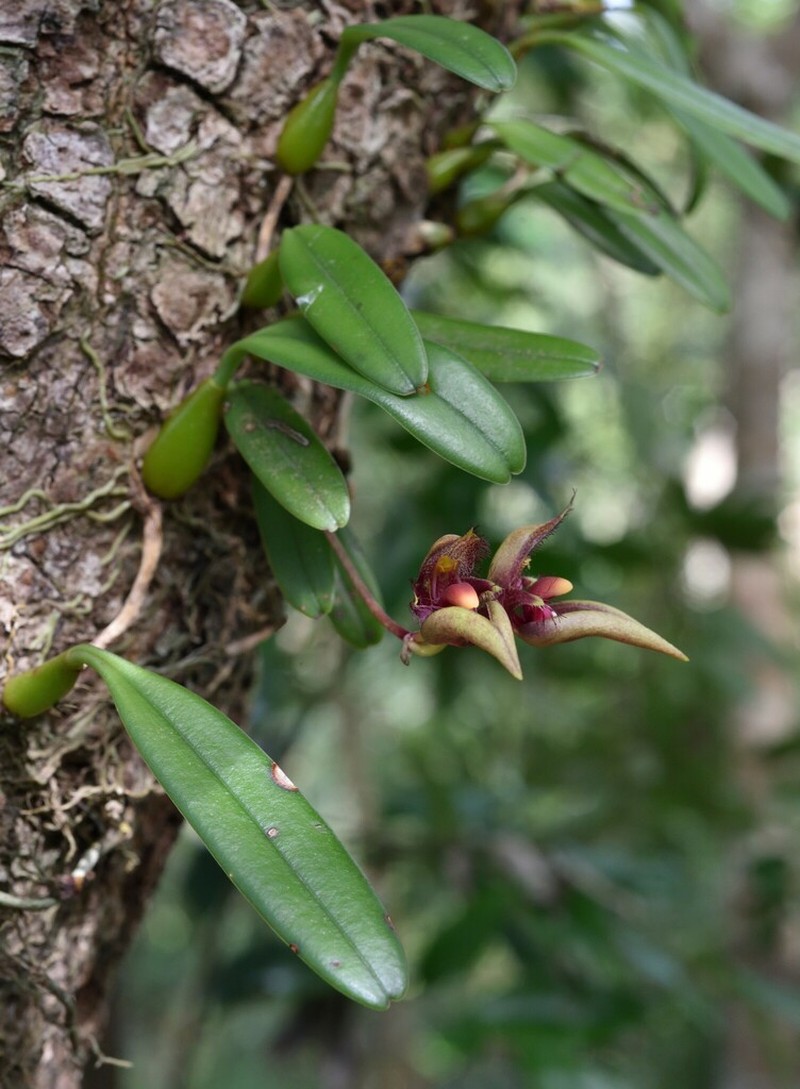 Bulbophyllum pingtungense