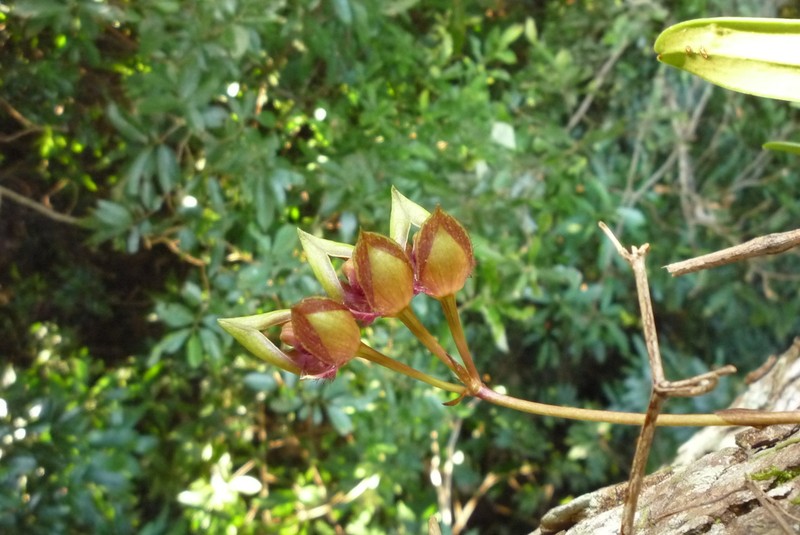 Bulbophyllum pingtungense photo 2