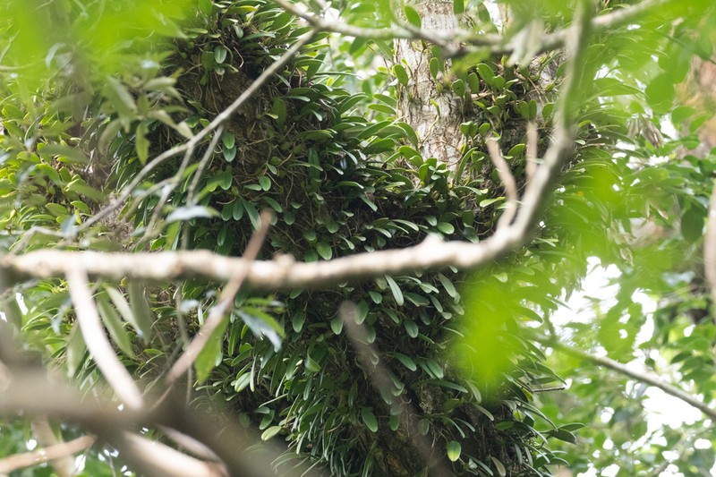 Bulbophyllum pingtungense photo 5