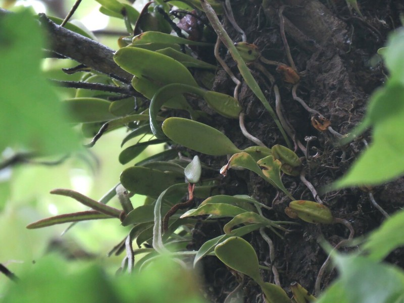 Bulbophyllum pingtungense photo 7