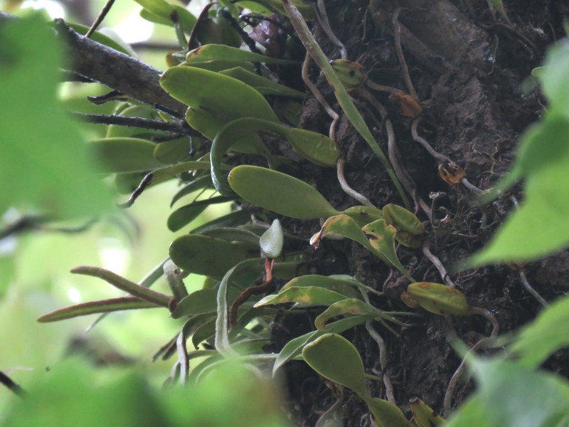 Bulbophyllum pingtungense photo 8