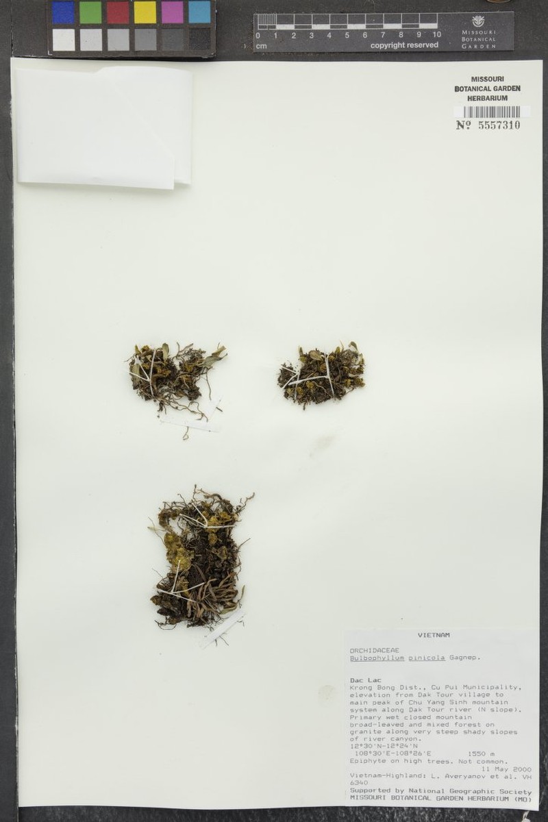 Bulbophyllum pinicola