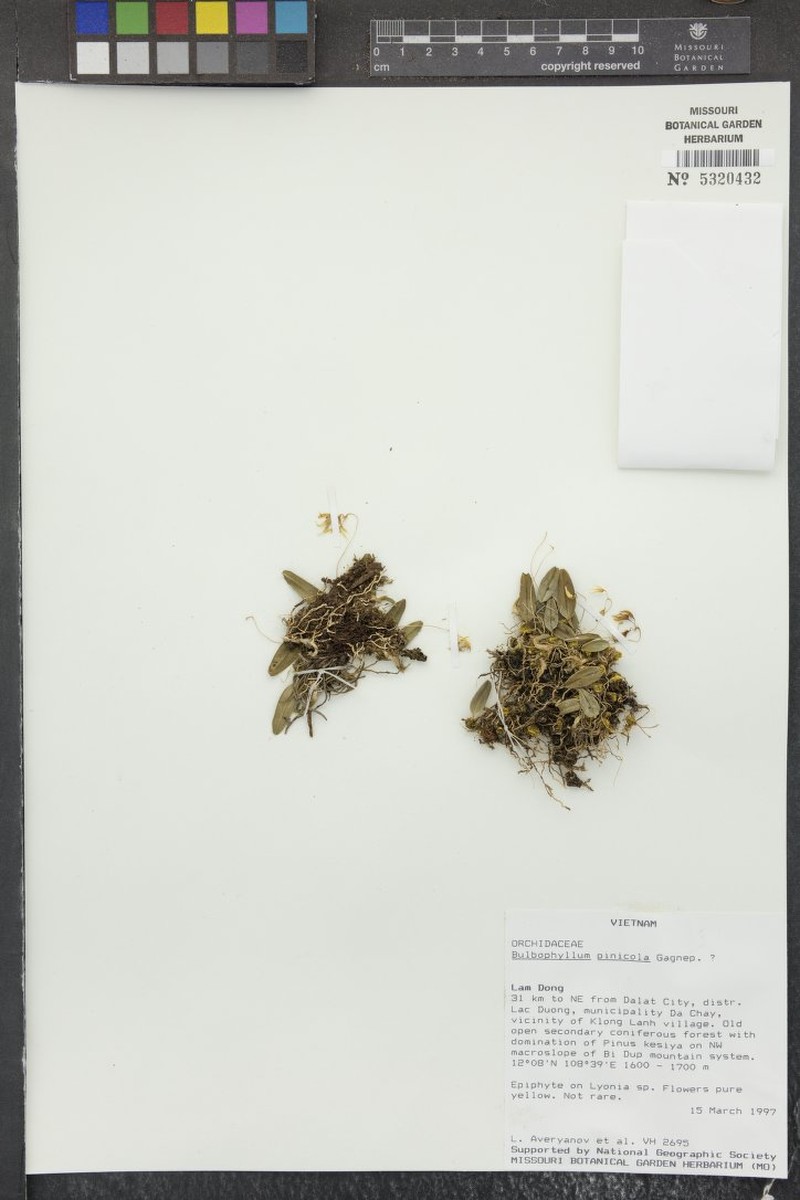 Bulbophyllum pinicola photo 2