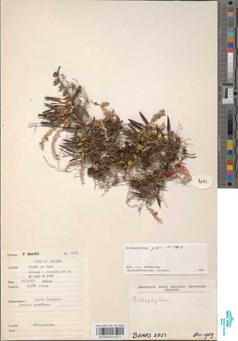 Bulbophyllum pipio photo 3