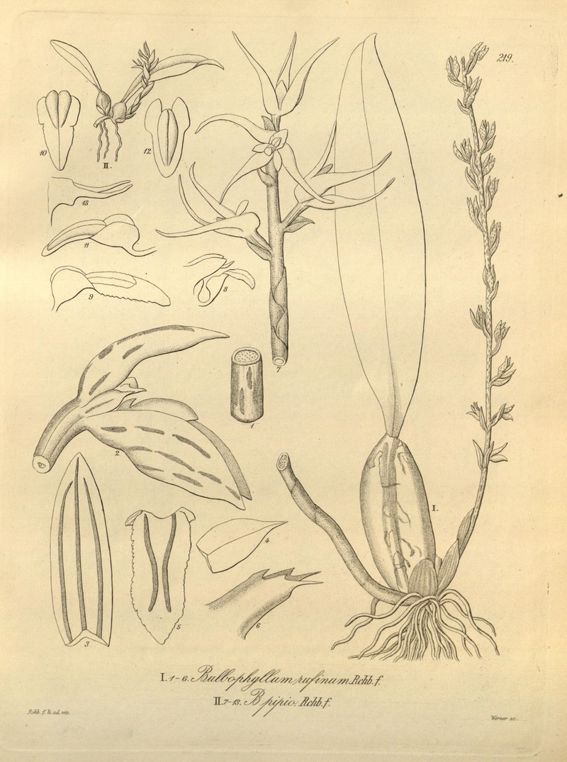 Bulbophyllum pipio