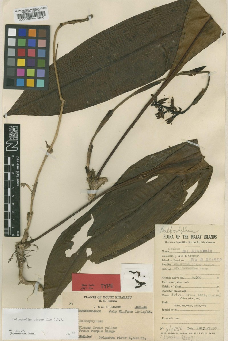 Bulbophyllum placochilum