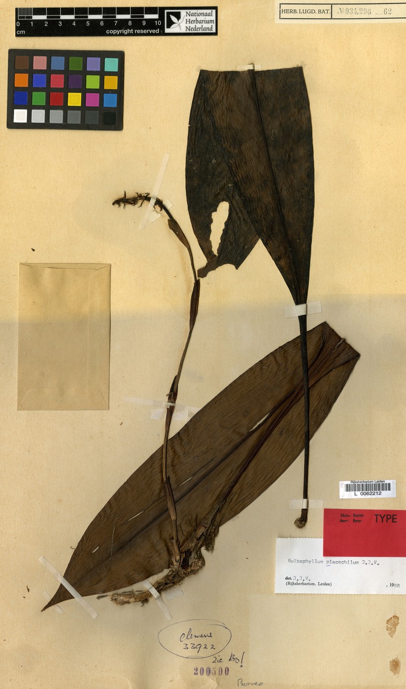 Bulbophyllum placochilum photo 2