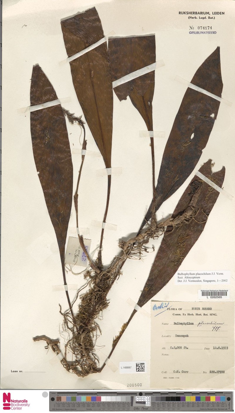 Bulbophyllum placochilum photo 3
