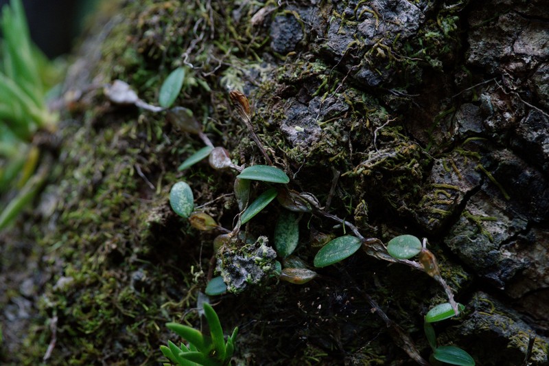 Bulbophyllum planibulbe photo 4