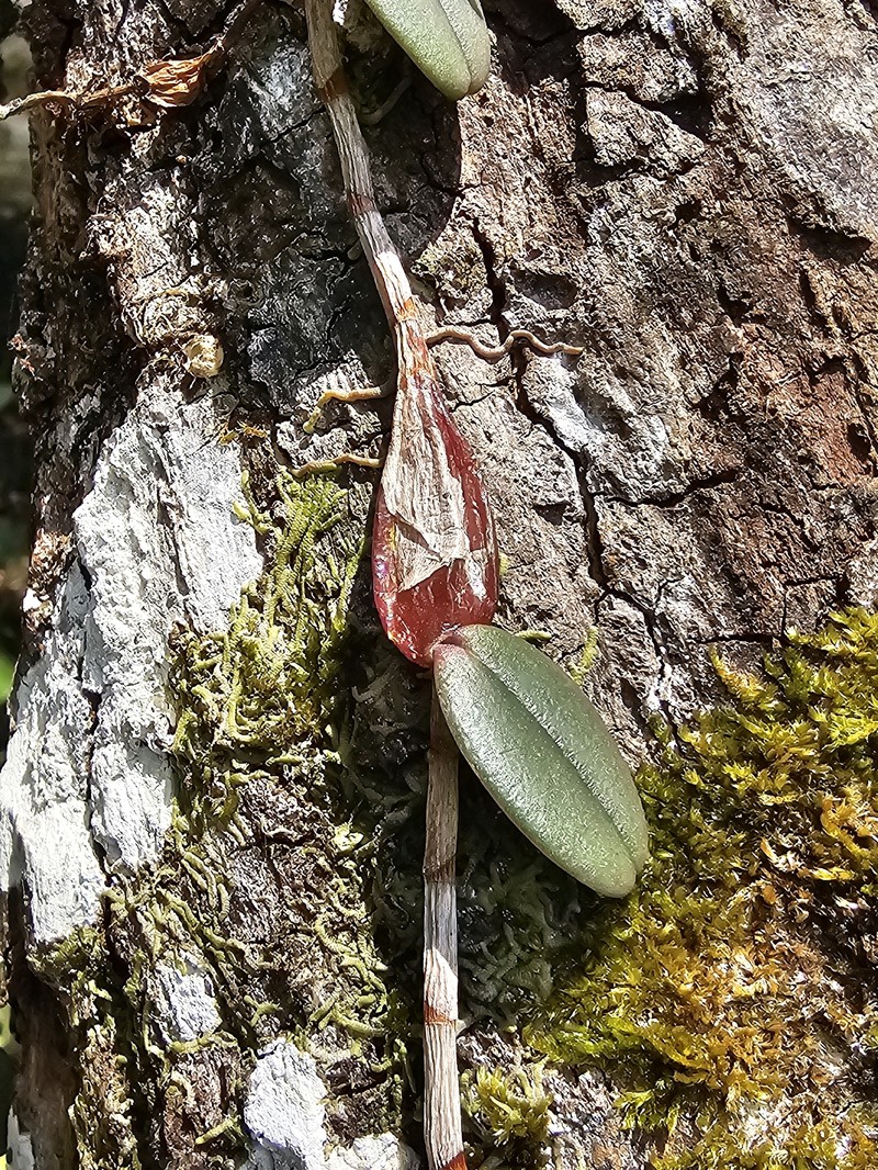 Bulbophyllum planibulbe photo 5