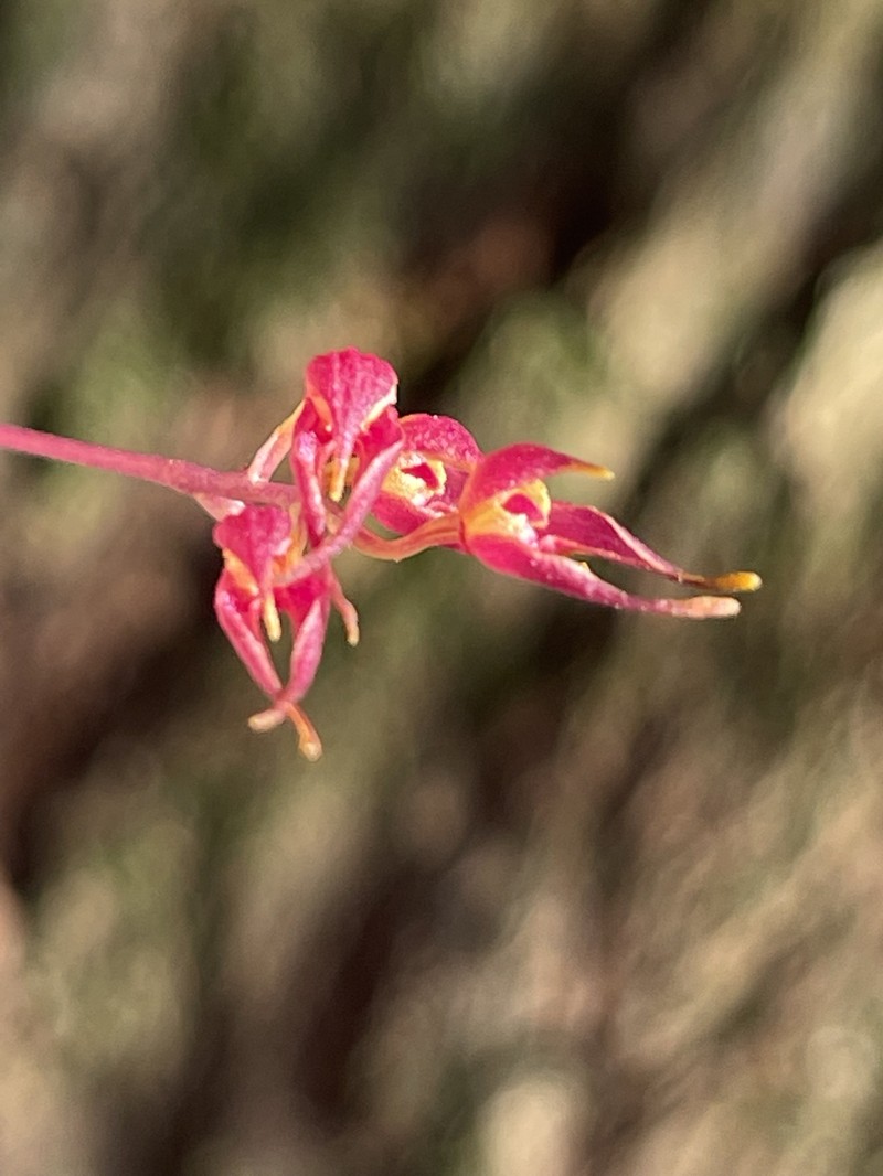 Bulbophyllum planibulbe photo 7