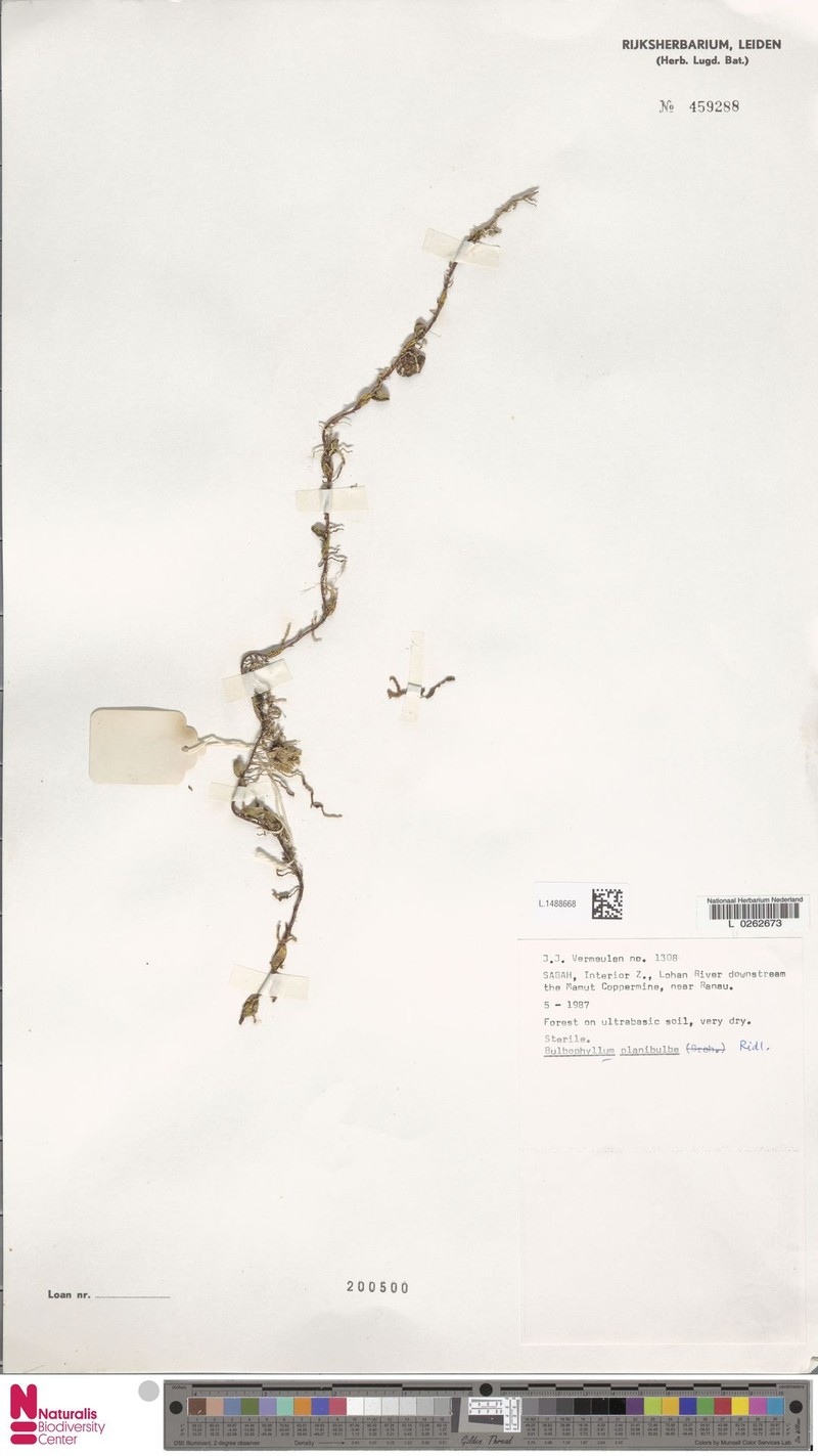 Bulbophyllum planibulbe photo 8
