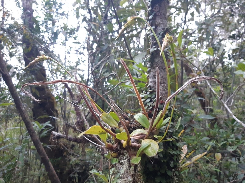 Bulbophyllum platypodum