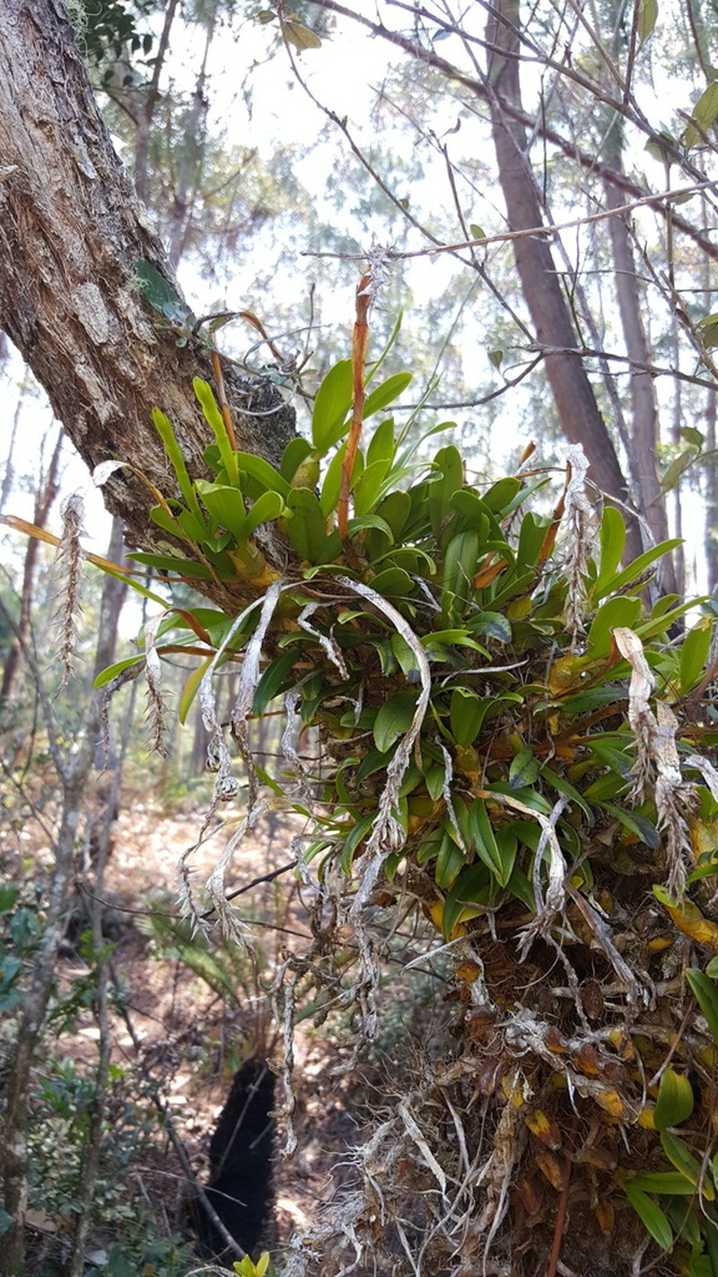 Bulbophyllum platypodum photo 2