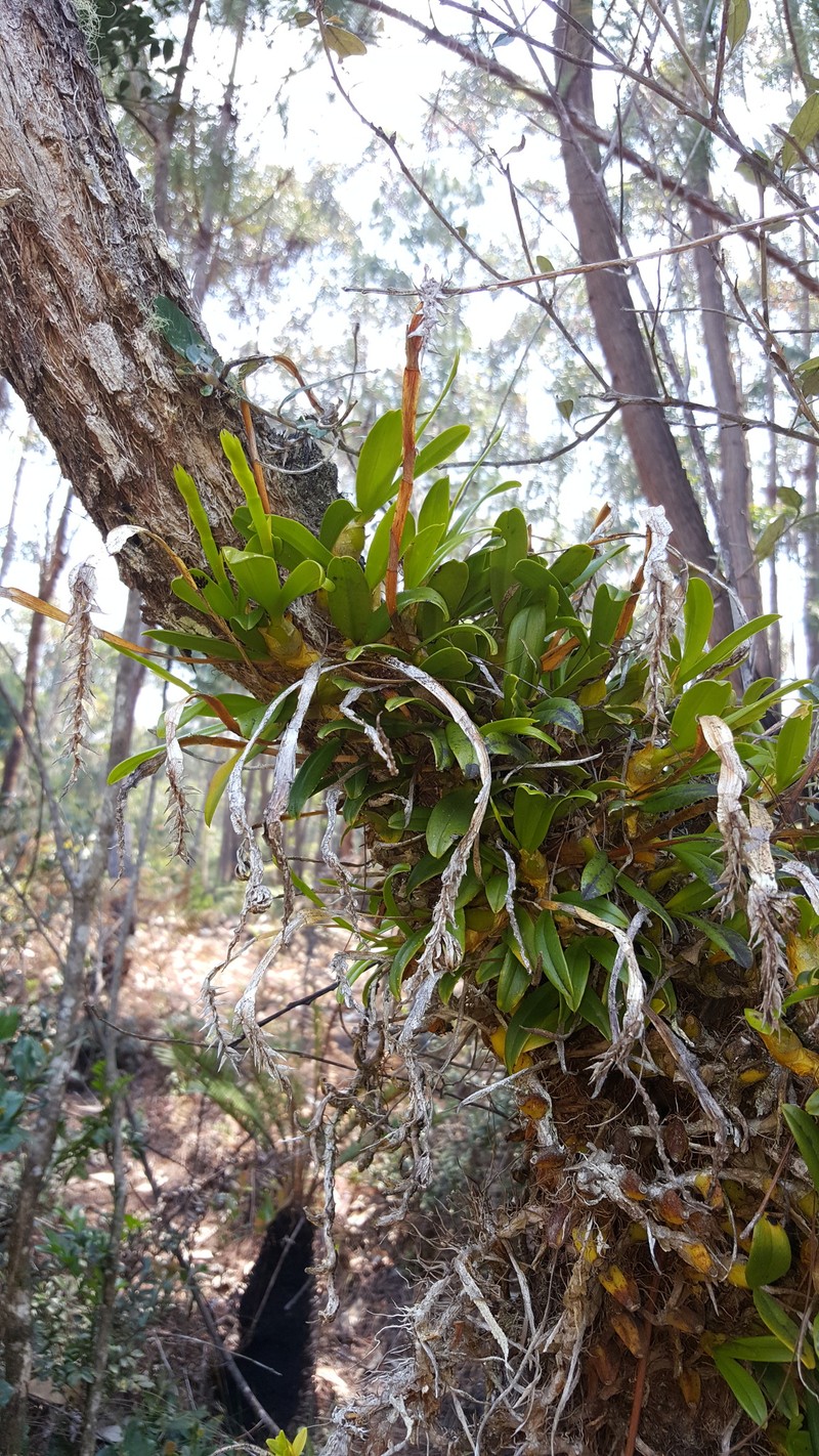 Bulbophyllum platypodum photo 3