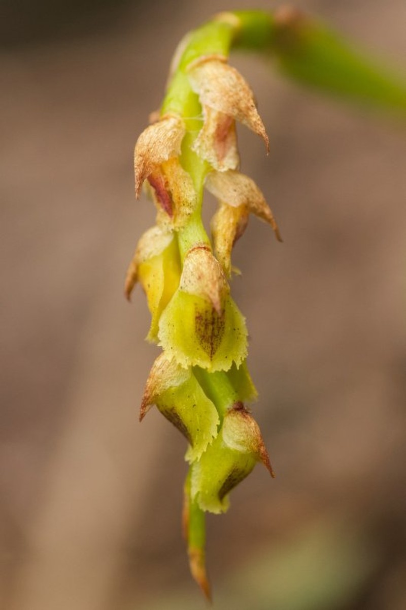 Bulbophyllum platypodum photo 4