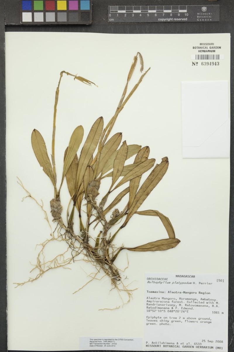 Bulbophyllum platypodum photo 5