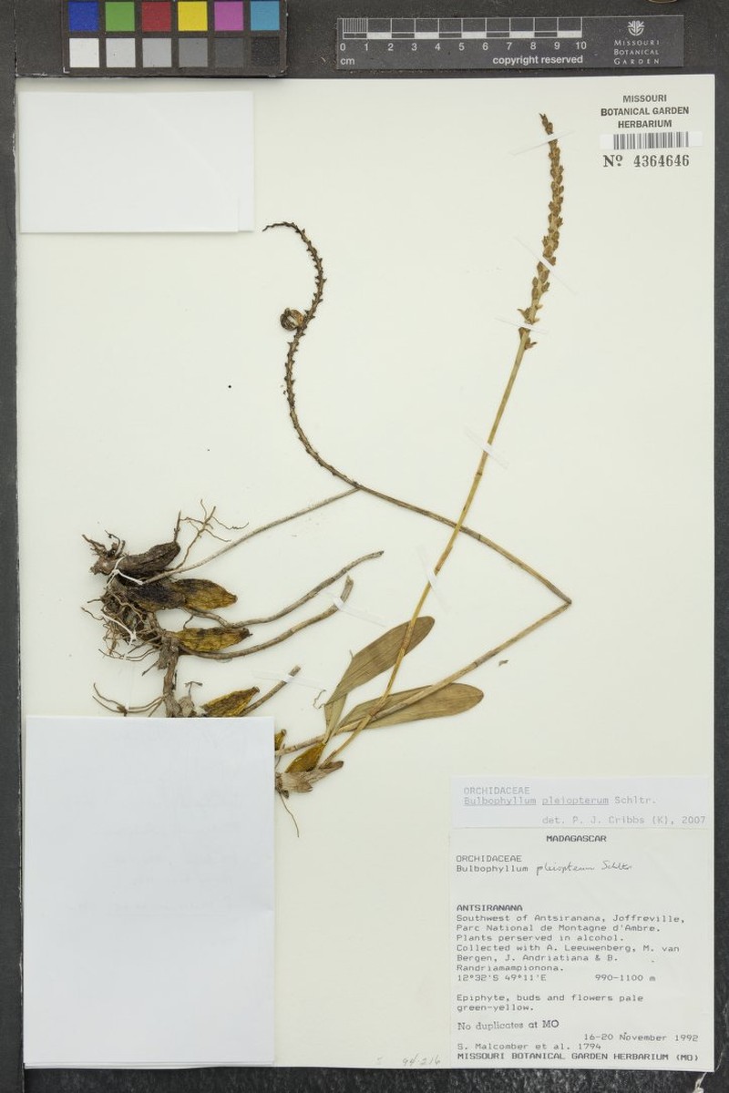 Bulbophyllum pleiopterum