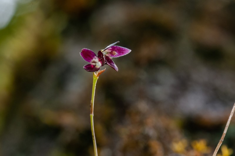 Bulbophyllum pleurothallopsis