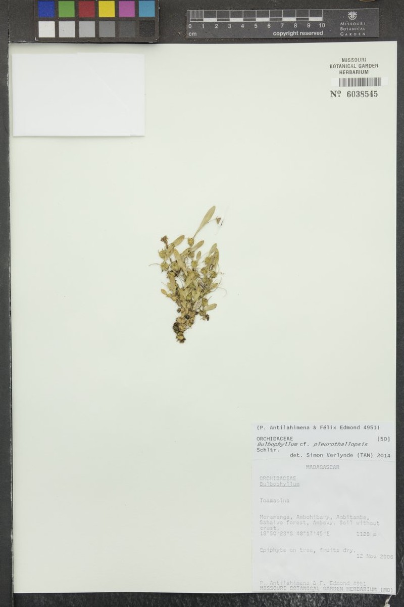 Bulbophyllum pleurothallopsis photo 2