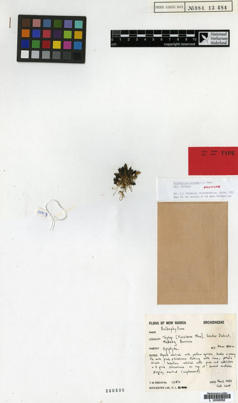 Bulbophyllum plicatum