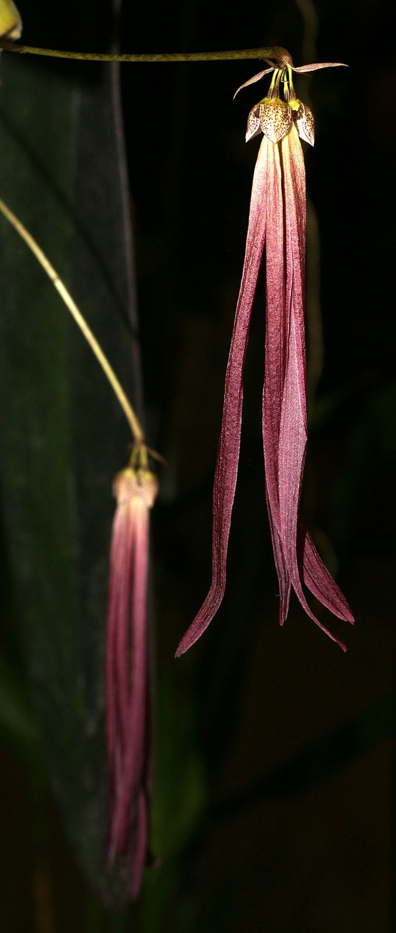 Bulbophyllum plumatum
