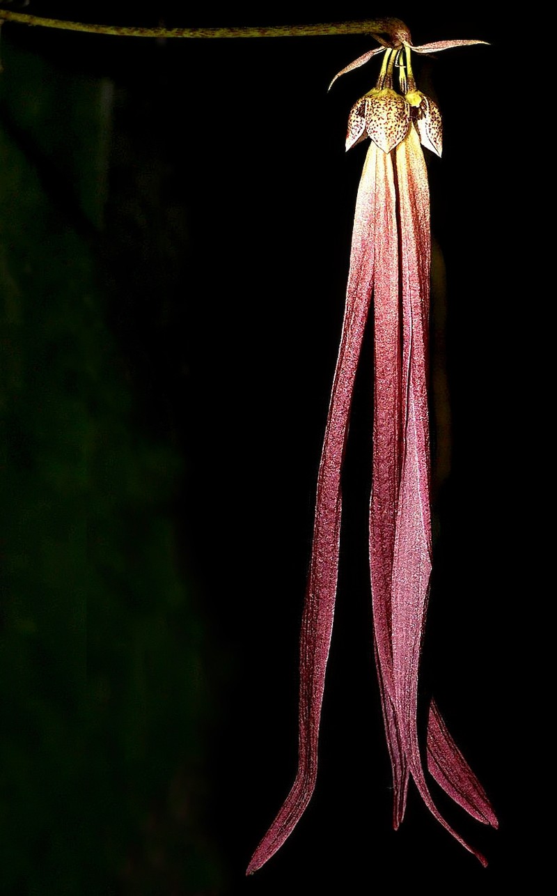 Bulbophyllum plumatum photo 3