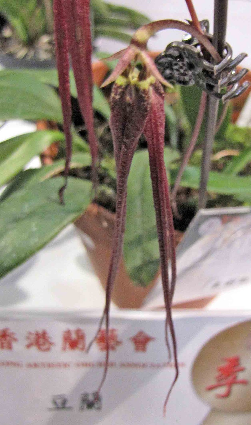 Bulbophyllum plumatum photo 4