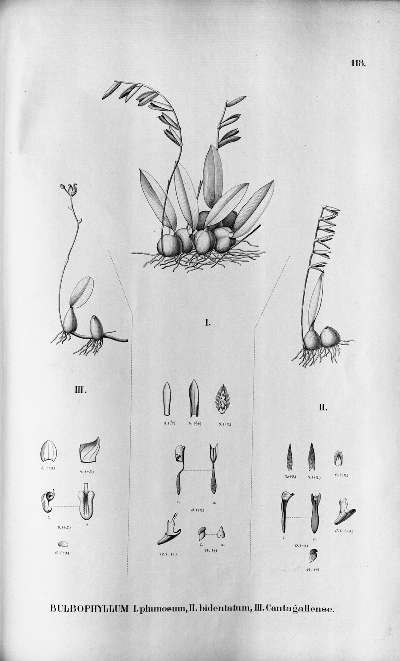 Bulbophyllum plumosum