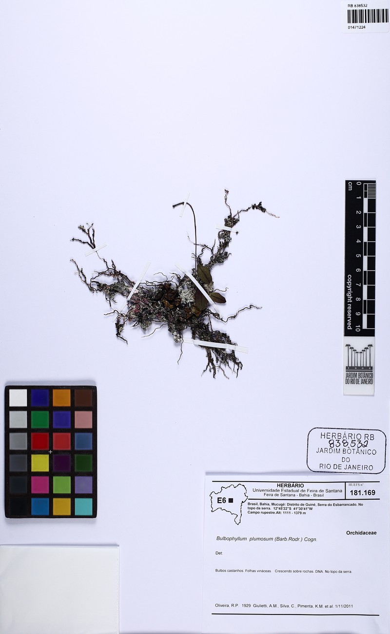 Bulbophyllum plumosum photo 2