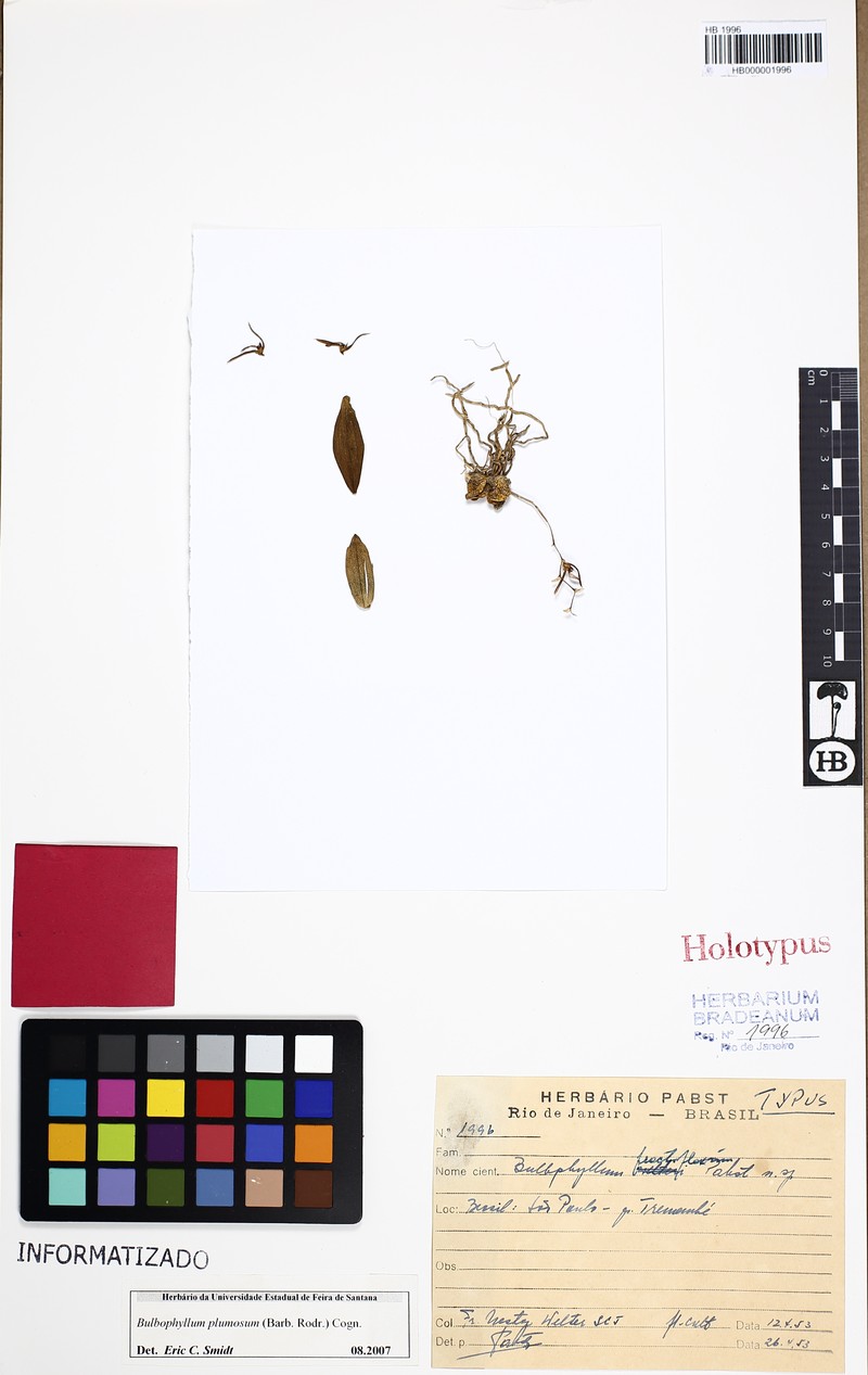 Bulbophyllum plumosum photo 3