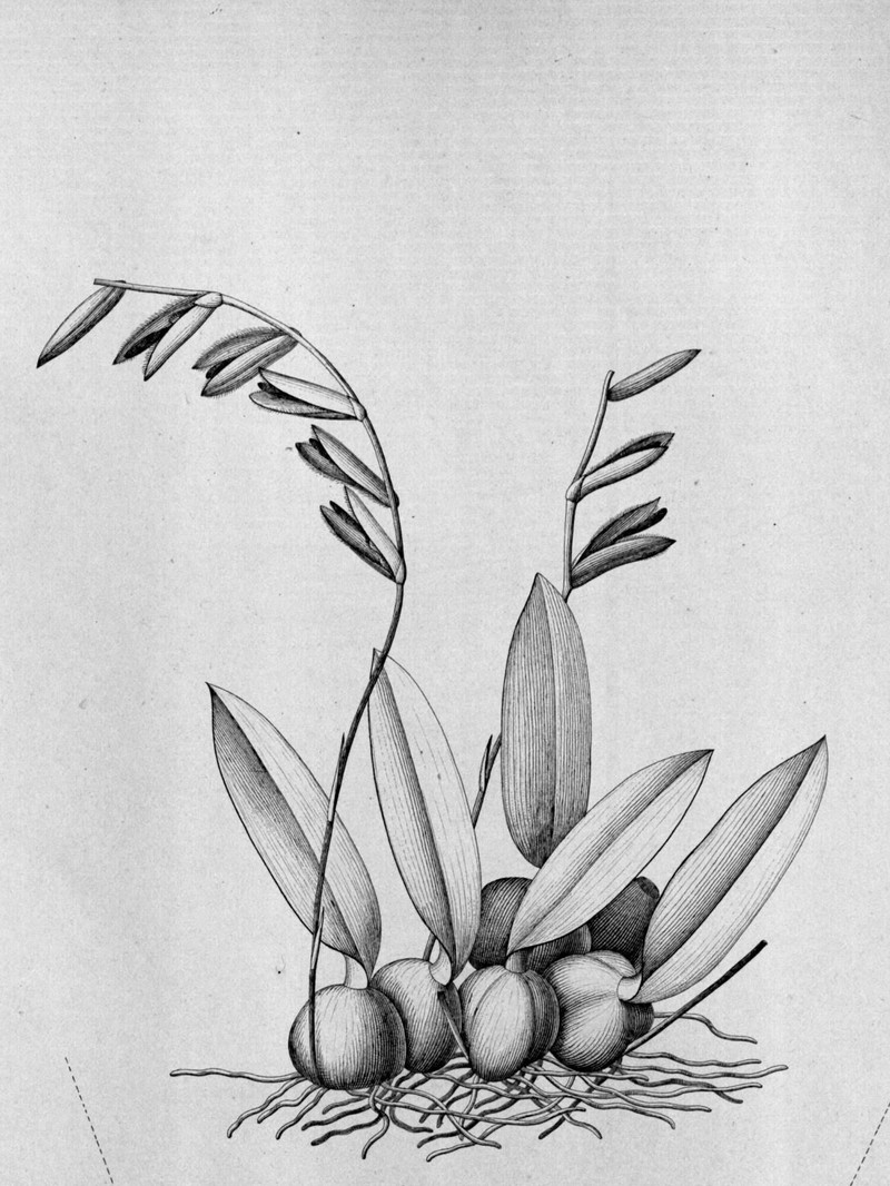 Bulbophyllum plumosum photo 5