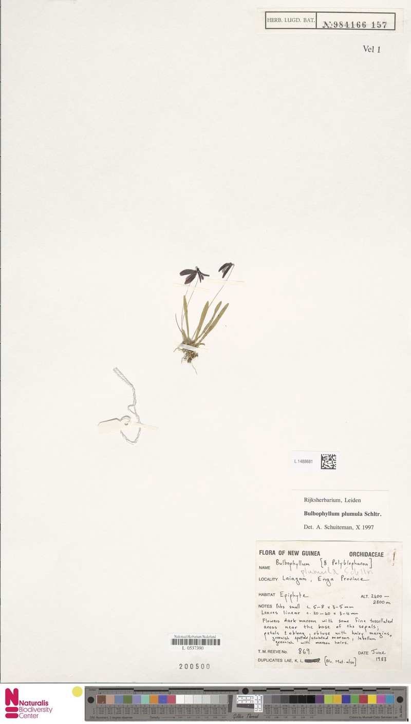 Bulbophyllum plumula photo 2