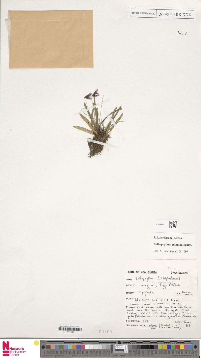 Bulbophyllum plumula photo 3