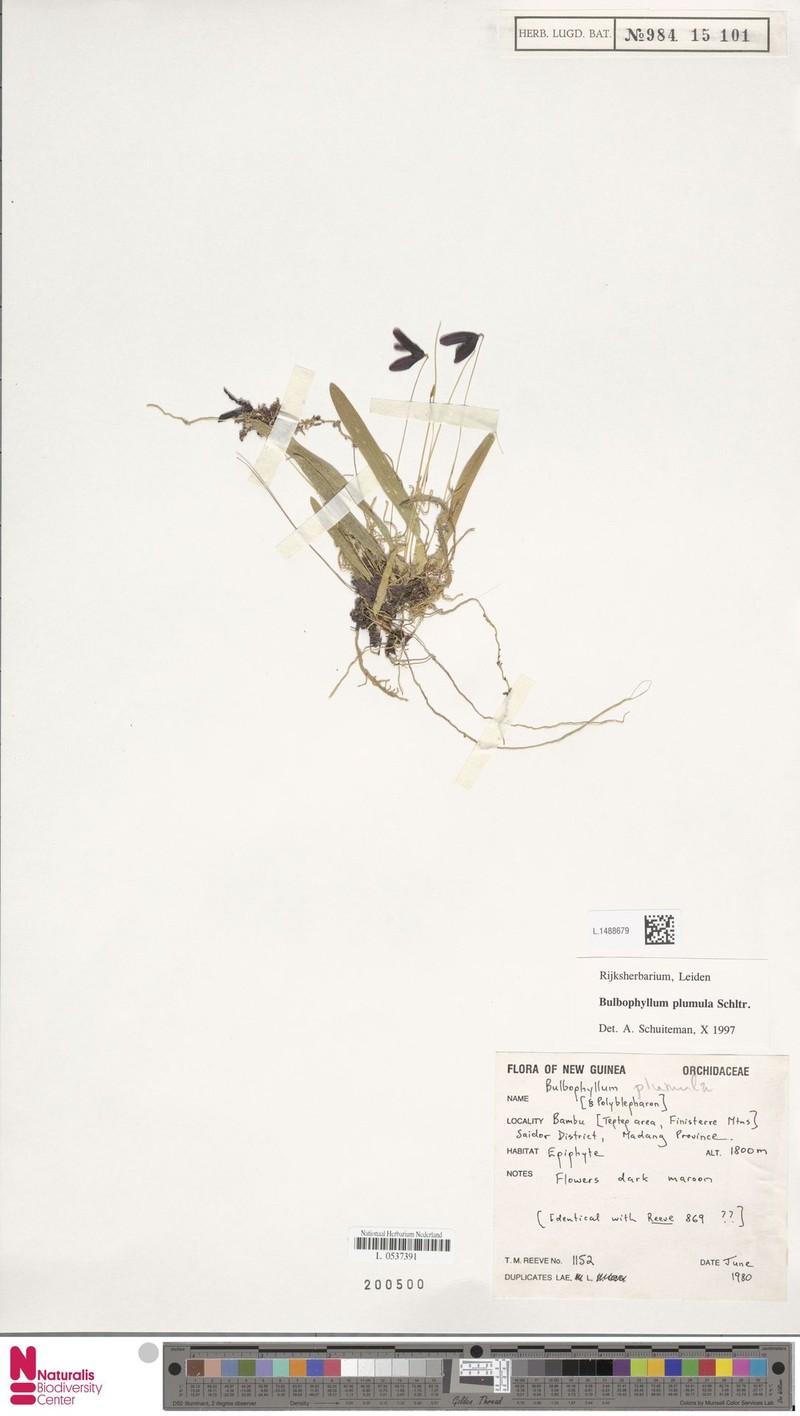 Bulbophyllum plumula photo 4