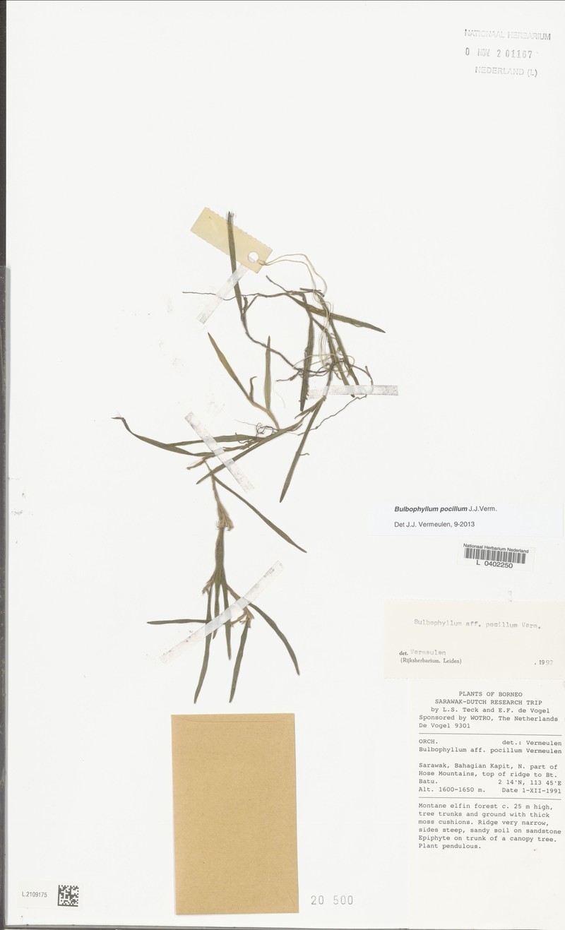 Bulbophyllum pocillum