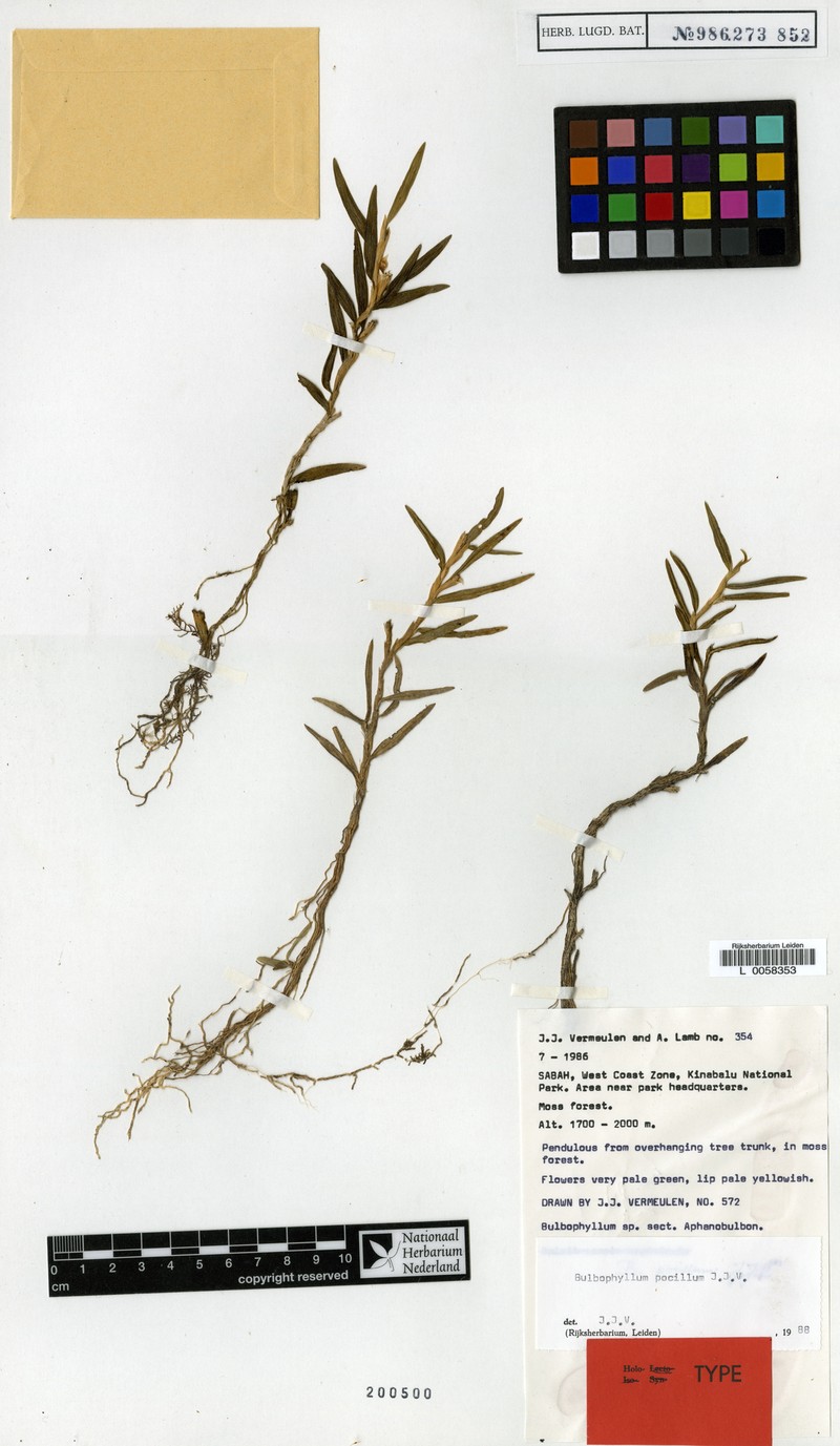 Bulbophyllum pocillum photo 2