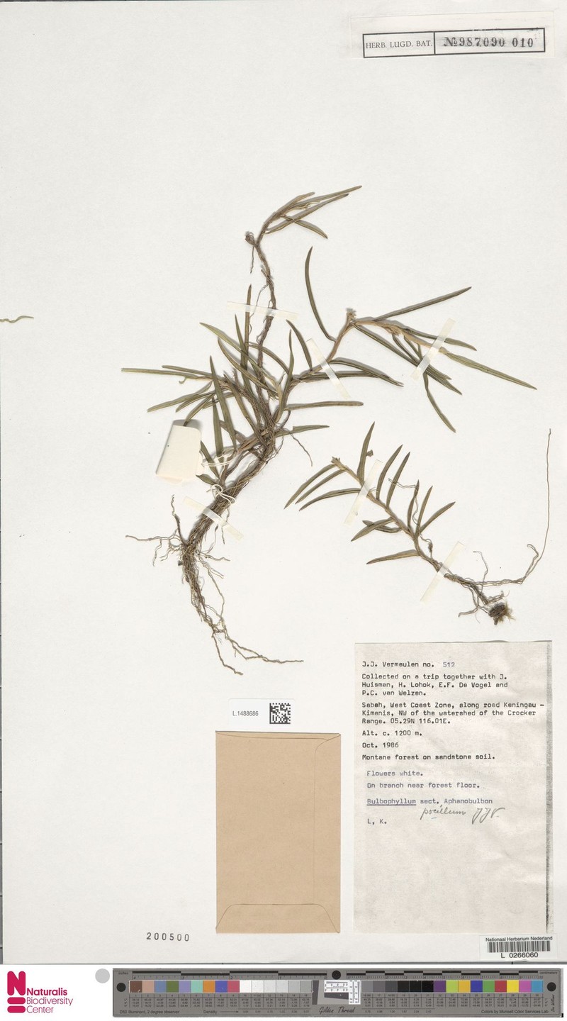 Bulbophyllum pocillum photo 4