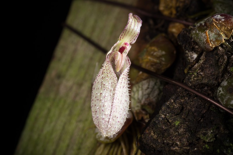 Bulbophyllum polliculosum