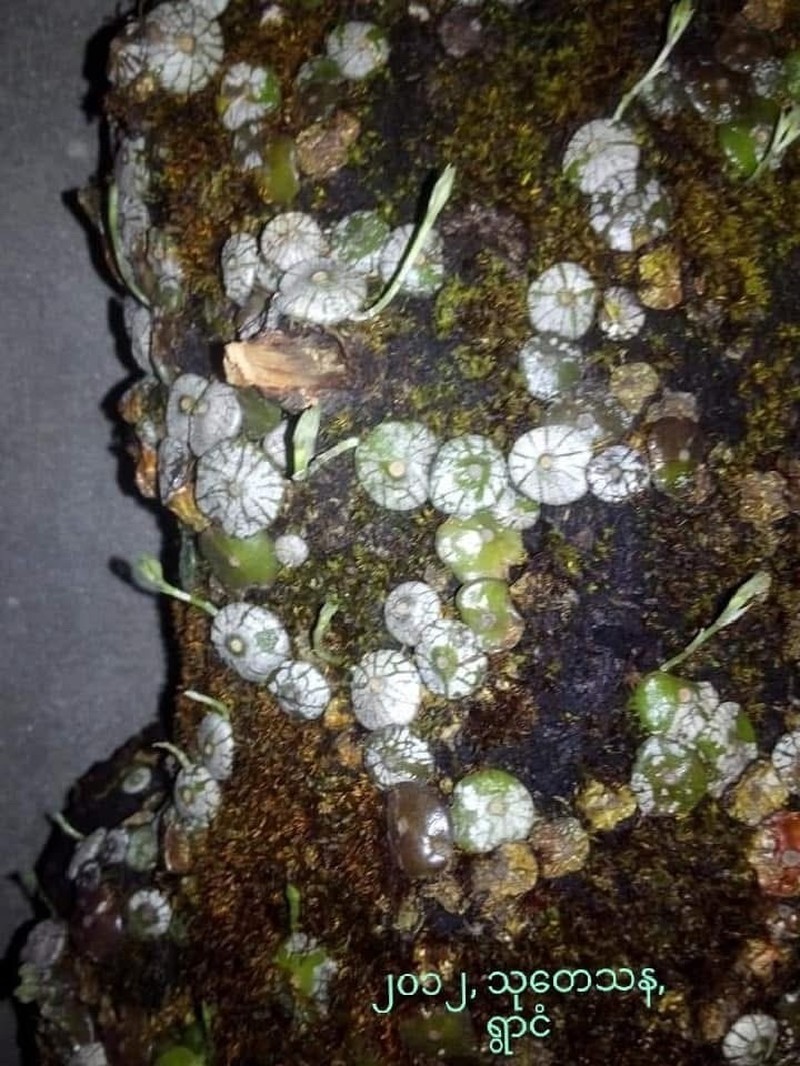 Bulbophyllum polliculosum photo 2
